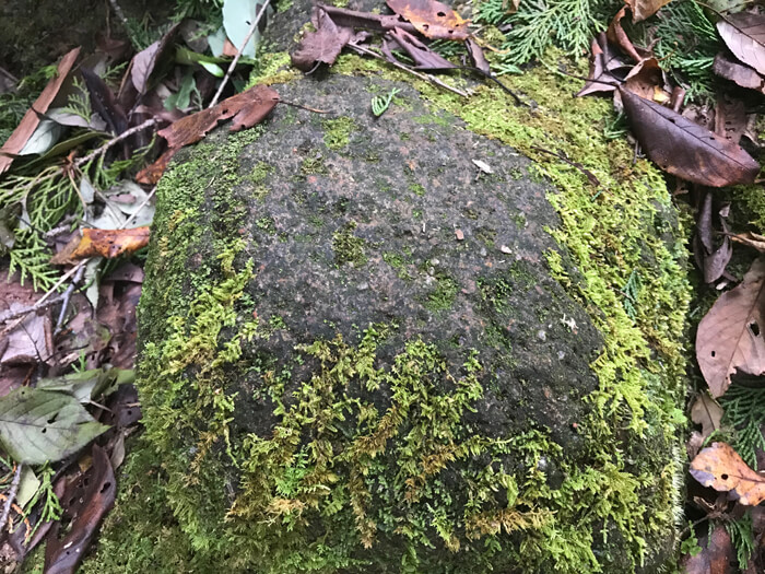 熊野古道の石と苔
