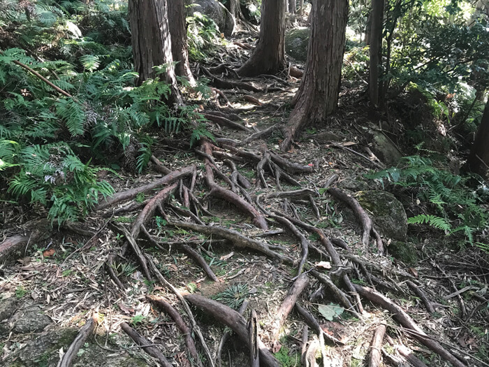 松本峠から鬼ケ城跡への林道
