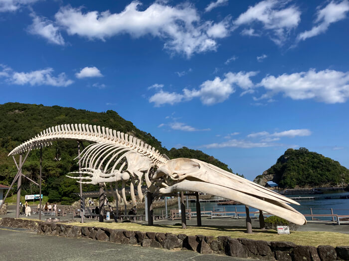 くじらの博物館のシロナガスクジラの骨格模型